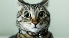 Skontrolujte svoju mačku iq (test)